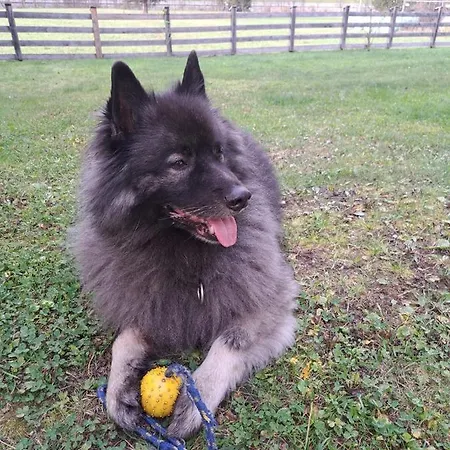 Haus Waldschmied Exclusiv *