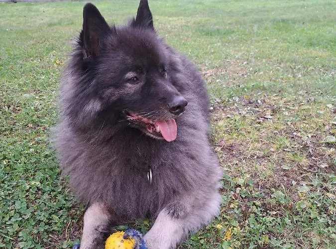 Haus Waldschmied Exclusiv *