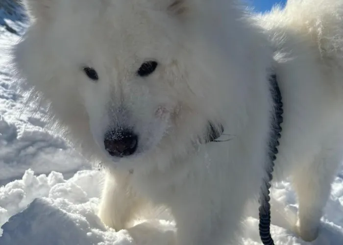 Haus Waldschmied Exclusiv Ferienhaus Stall